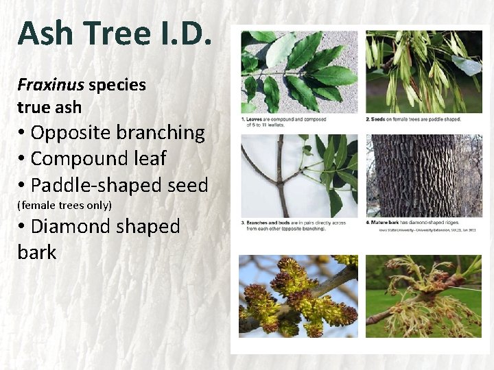 Ash Tree I. D. Fraxinus species true ash • Opposite branching • Compound leaf