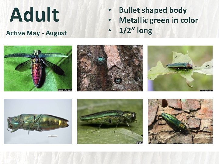 Adult Active May - August • Bullet shaped body • Metallic green in color