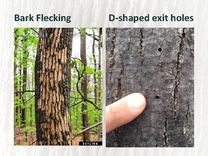 Bark Flecking D-shaped exit holes 