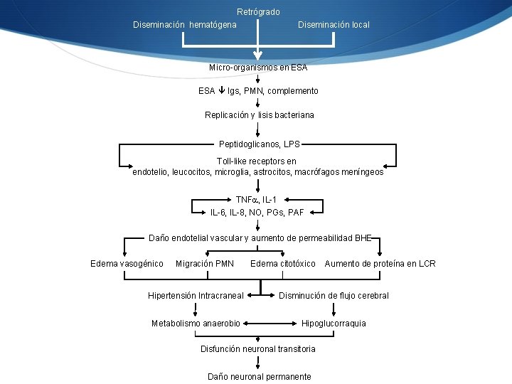 Retrógrado Diseminación hematógena Diseminación local Micro-organismos en ESA Igs, PMN, complemento Replicación y lisis