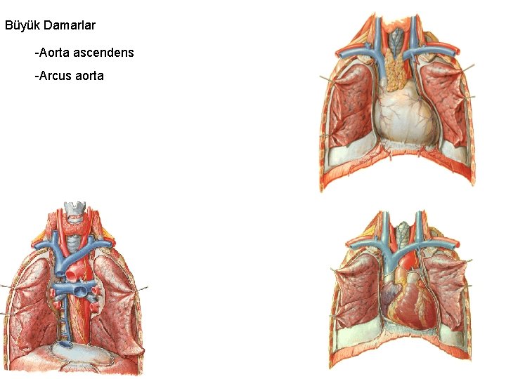 Büyük Damarlar -Aorta ascendens -Arcus aorta 