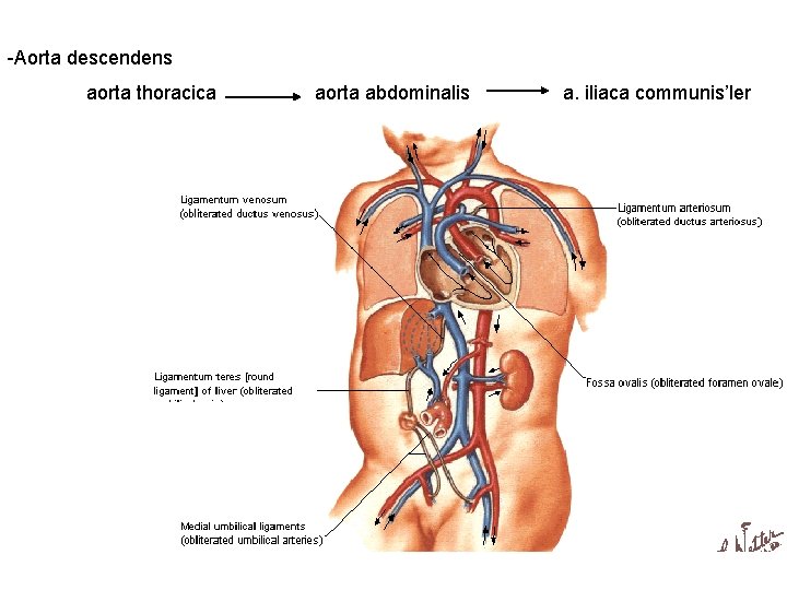 -Aorta descendens aorta thoracica aorta abdominalis a. iliaca communis’ler -Aorta descendens aorta thoracica aorta abdominalis a. iliaca communis’ler