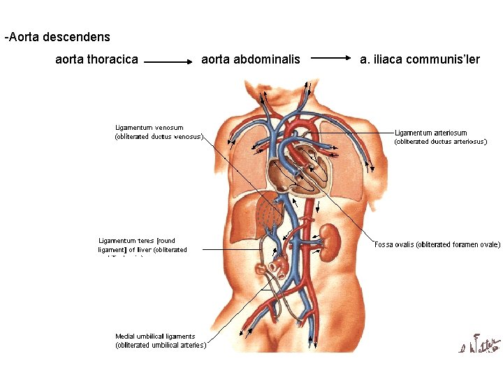 -Aorta descendens aorta thoracica aorta abdominalis a. iliaca communis’ler 