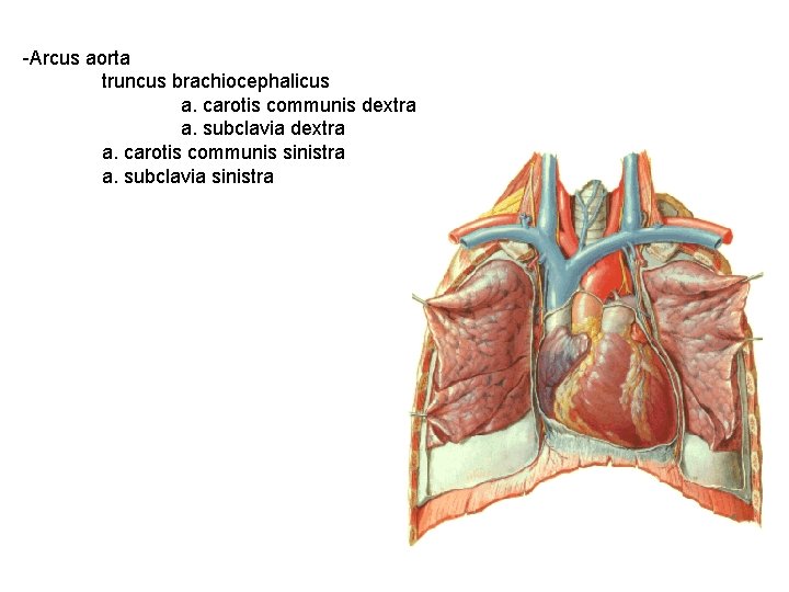 -Arcus aorta truncus brachiocephalicus a. carotis communis dextra a. subclavia dextra a. carotis communis