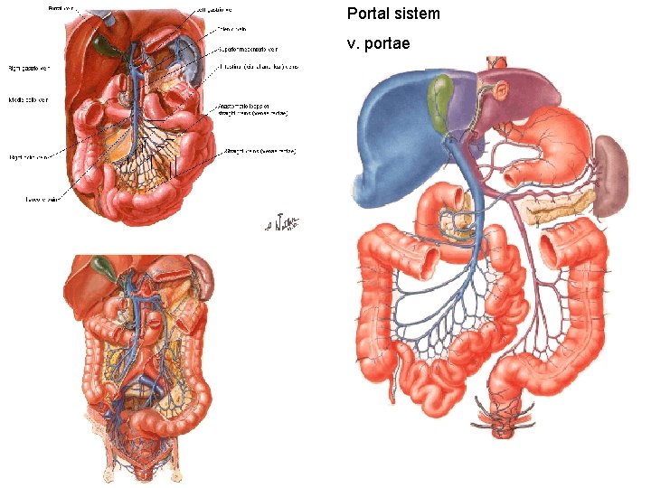Portal sistem v. portae Portal sistem v. portae