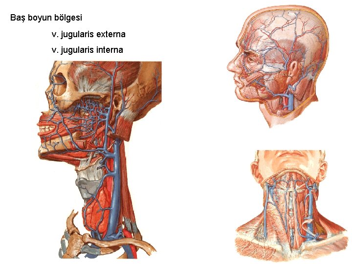 Baş boyun bölgesi v. jugularis externa v. jugularis interna 