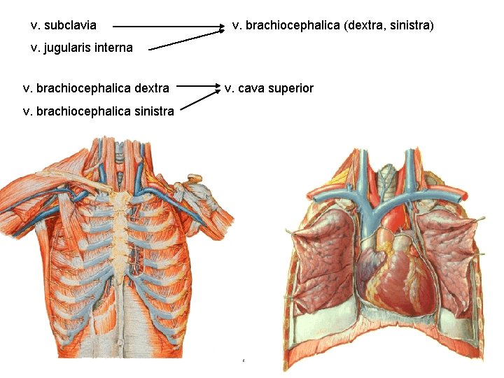 v. subclavia v. brachiocephalica (dextra, sinistra) v. jugularis interna v. brachiocephalica dextra v. brachiocephalica