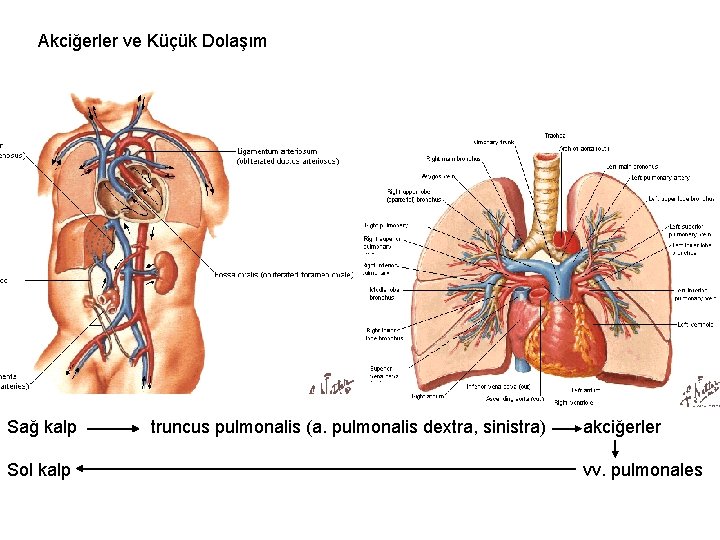 Akciğerler ve Küçük Dolaşım Sağ kalp Sol kalp truncus pulmonalis (a. pulmonalis dextra, sinistra)