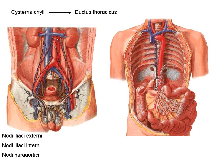 Cysterna chylii Nodi iliaci externi, Nodi iliaci interni Nodi paraaortici Ductus thoracicus 