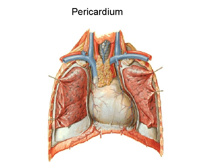 Pericardium Pericardium