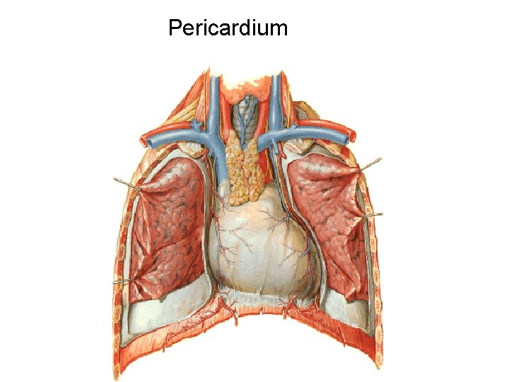 Pericardium 