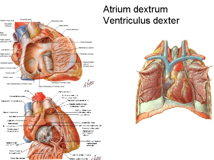 Atrium dextrum Ventriculus dexter Atrium dextrum Ventriculus dexter