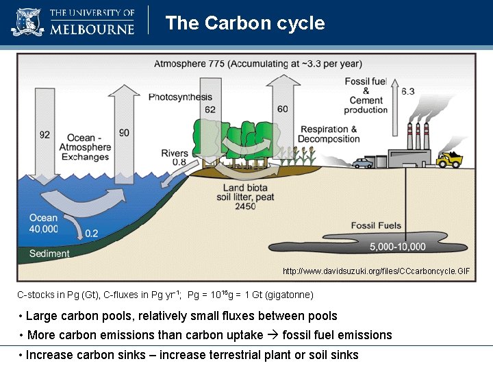 The Carbon cycle http: //www. davidsuzuki. org/files/CCcarboncycle. GIF C-stocks in Pg (Gt), C-fluxes in