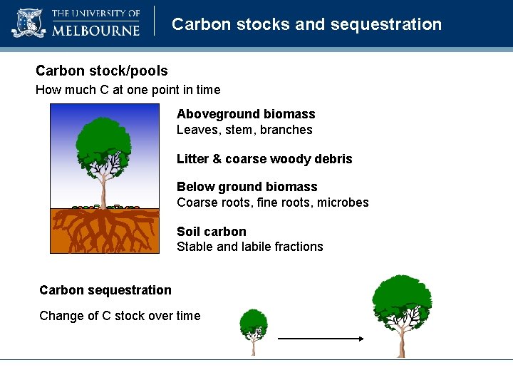 Carbon stocks and sequestration Carbon stock/pools How much C at one point in time