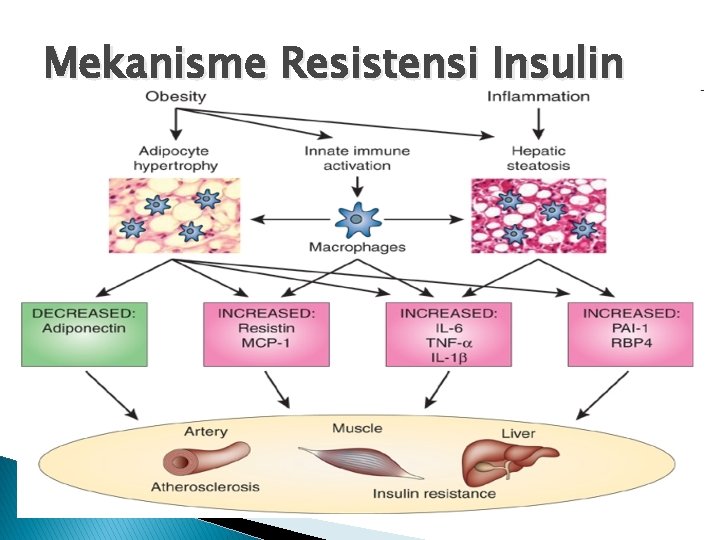 Mekanisme Resistensi Insulin 