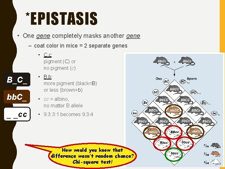 *EPISTASIS • One gene completely masks another gene – coat color in mice =