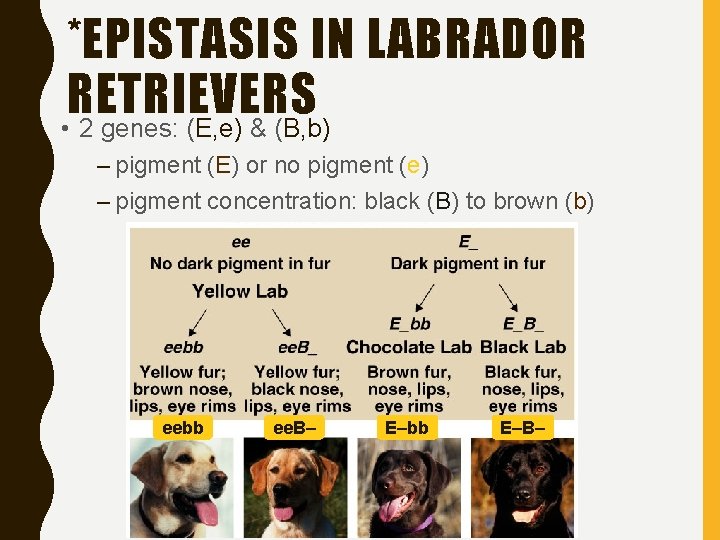 *EPISTASIS IN LABRADOR RETRIEVERS • 2 genes: (E, e) & (B, b) – pigment