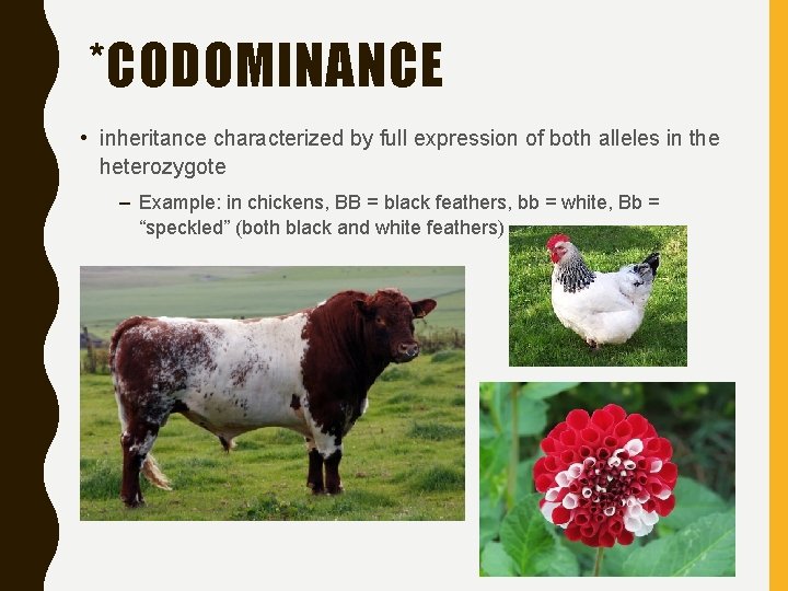 *CODOMINANCE • inheritance characterized by full expression of both alleles in the heterozygote –