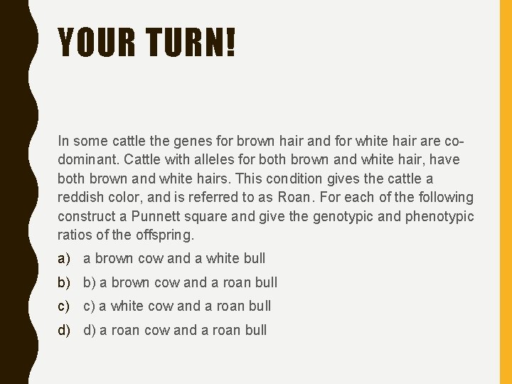 YOUR TURN! In some cattle the genes for brown hair and for white hair