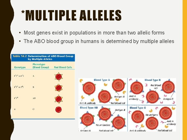 *MULTIPLE ALLELES • Most genes exist in populations in more than two allelic forms