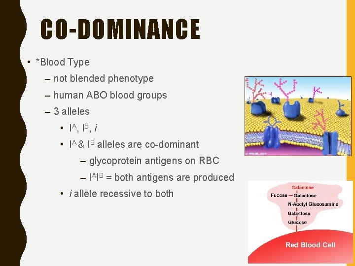 CO-DOMINANCE • *Blood Type – not blended phenotype – human ABO blood groups –