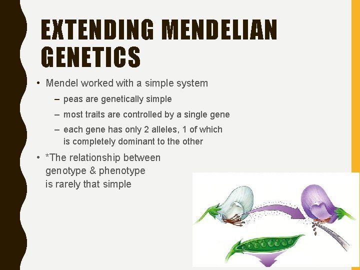 EXTENDING MENDELIAN GENETICS • Mendel worked with a simple system – peas are genetically
