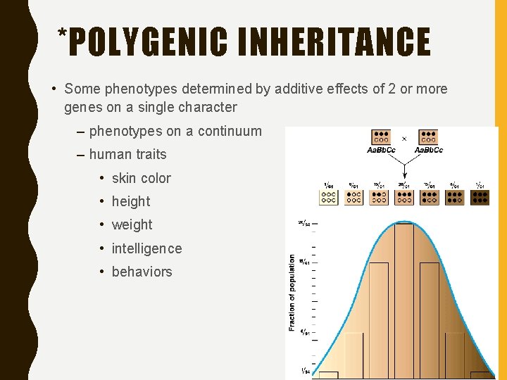 *POLYGENIC INHERITANCE • Some phenotypes determined by additive effects of 2 or more genes