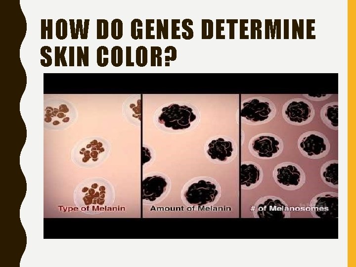 HOW DO GENES DETERMINE SKIN COLOR? 