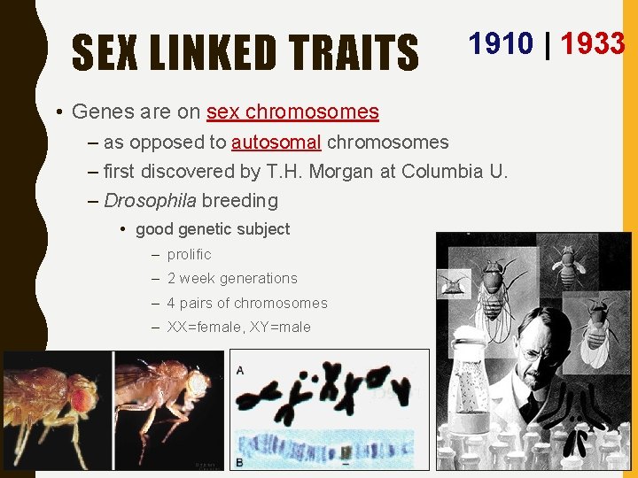 SEX LINKED TRAITS 1910 | 1933 • Genes are on sex chromosomes – as