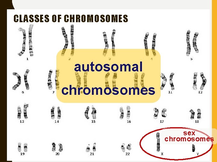 CLASSES OF CHROMOSOMES autosomal chromosomes sex chromosomes 