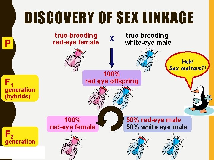 DISCOVERY OF SEX LINKAGE P F 1 true-breeding red-eye female X true-breeding white-eye male