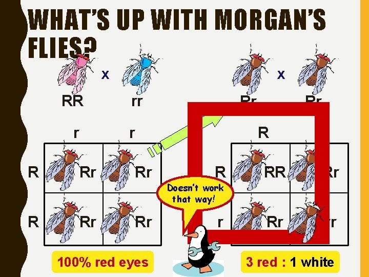 WHAT’S UP WITH MORGAN’S FLIES? x RR r R Rr x rr r Rr