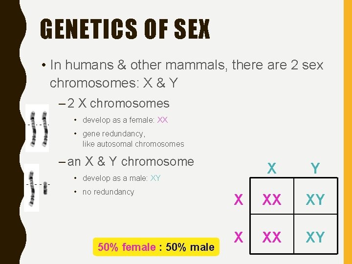 GENETICS OF SEX • In humans & other mammals, there are 2 sex chromosomes: