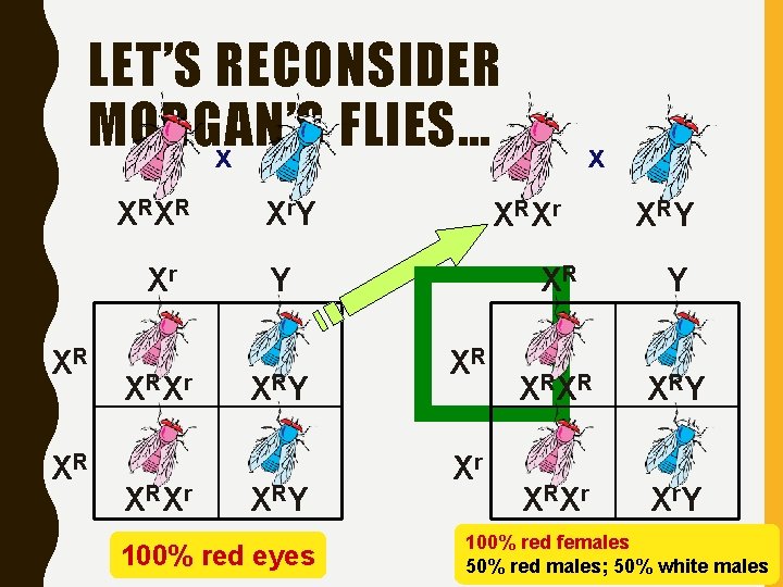 LET’S RECONSIDER MORGAN’S FLIES… x X RX R Xr XR XR X RX r