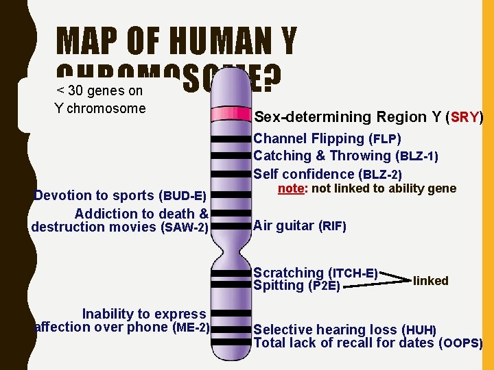 MAP OF HUMAN Y CHROMOSOME? < 30 genes on Y chromosome Sex-determining Region Y