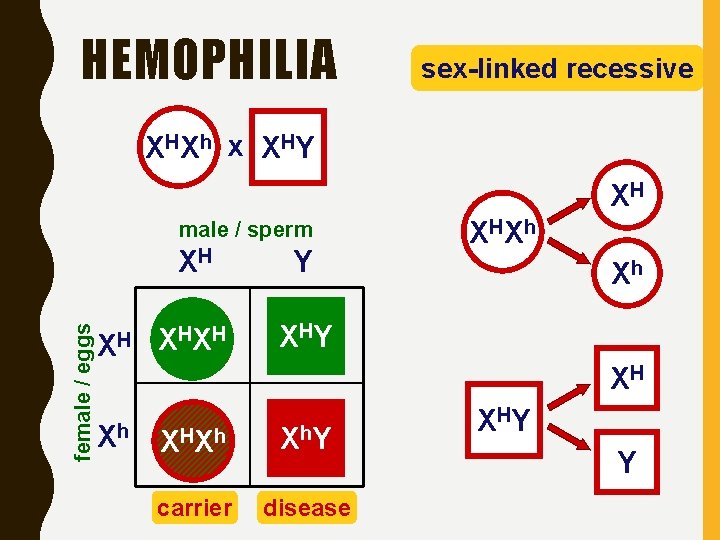 HEMOPHILIA sex-linked recessive HX h x X HY HH XHh XH female / eggs