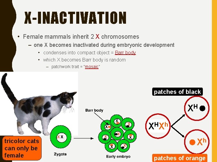 X-INACTIVATION • Female mammals inherit 2 X chromosomes – one X becomes inactivated during