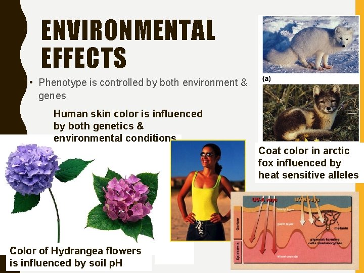 ENVIRONMENTAL EFFECTS • Phenotype is controlled by both environment & genes Human skin color