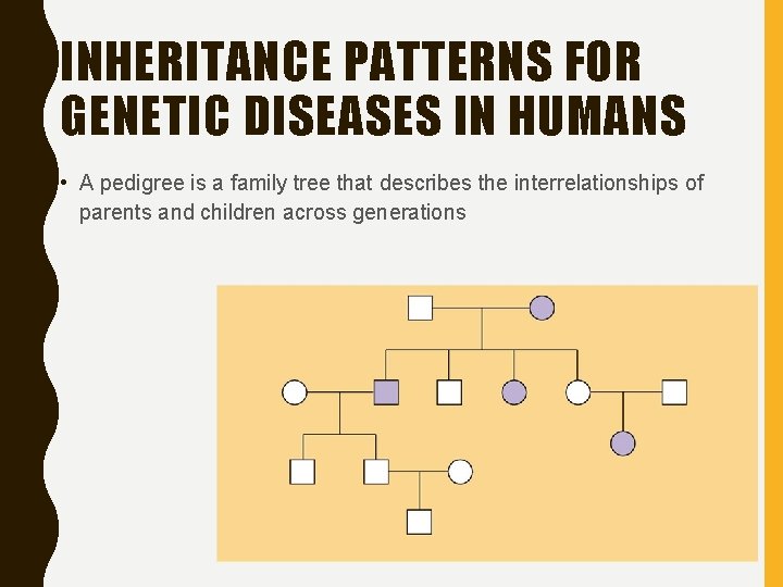 INHERITANCE PATTERNS FOR GENETIC DISEASES IN HUMANS • A pedigree is a family tree