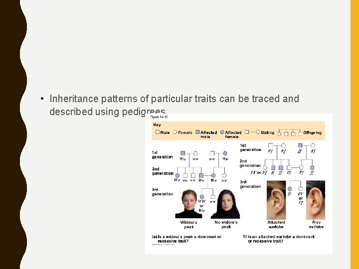  • Inheritance patterns of particular traits can be traced and described using pedigrees