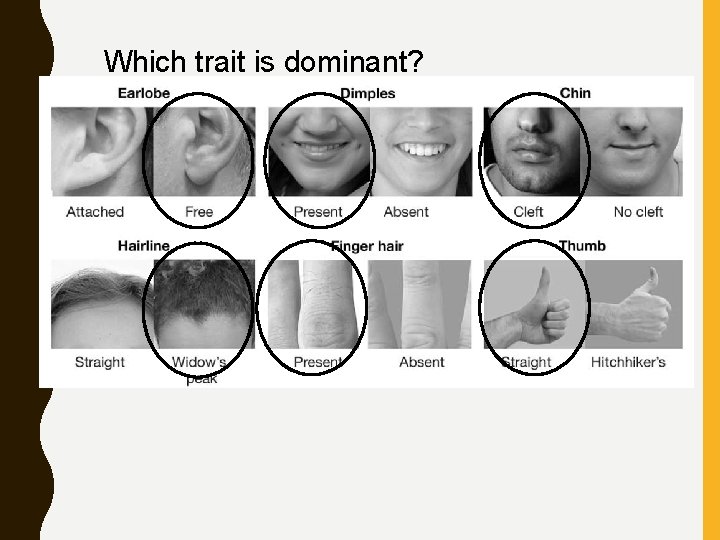 Which trait is dominant? 