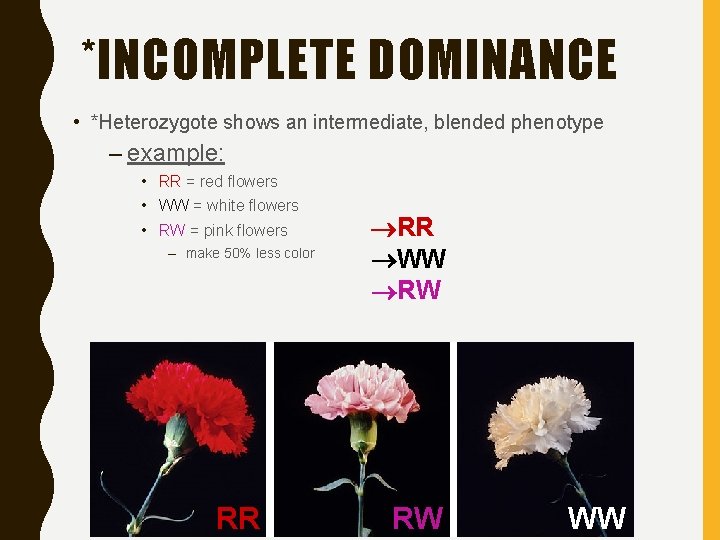 *INCOMPLETE DOMINANCE • *Heterozygote shows an intermediate, blended phenotype – example: • RR =