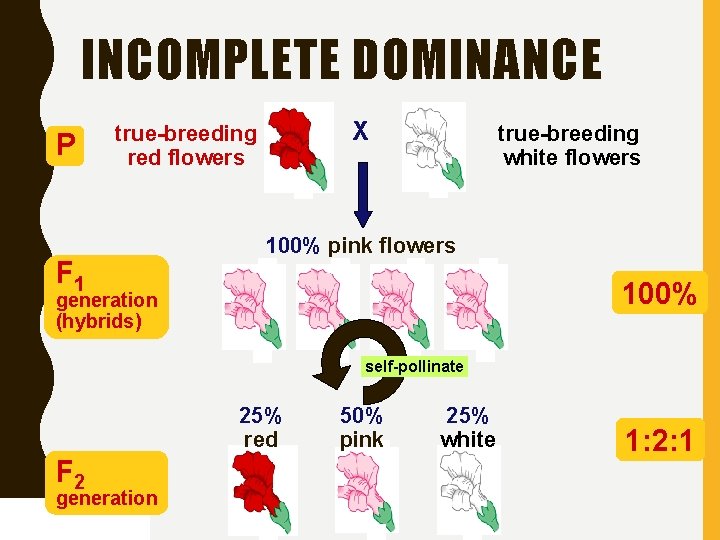 INCOMPLETE DOMINANCE P X true-breeding red flowers F 1 true-breeding white flowers 100% pink