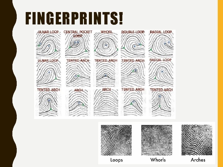 FINGERPRINTS! 