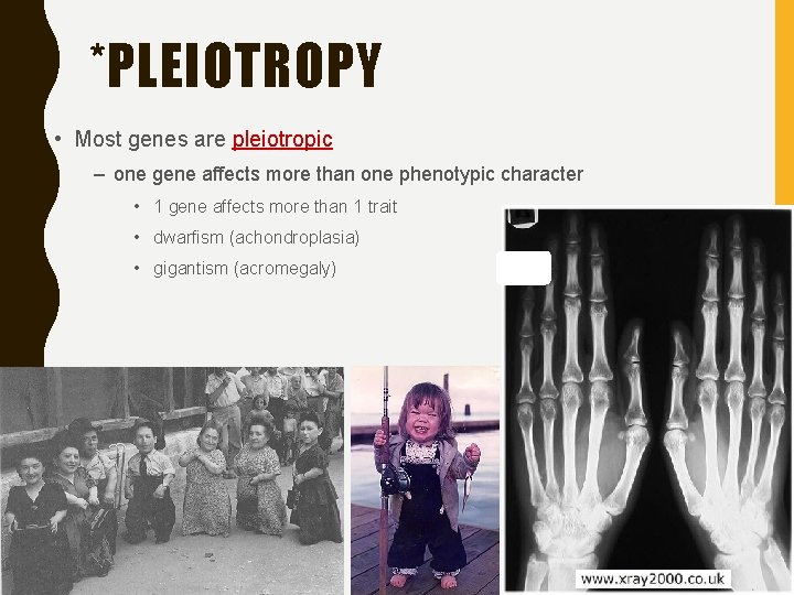 *PLEIOTROPY • Most genes are pleiotropic – one gene affects more than one phenotypic