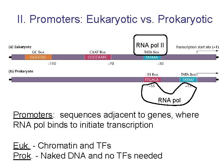 II. Promoters: Eukaryotic vs. Prokaryotic RNA pol II RNA pol Promoters: sequences adjacent to