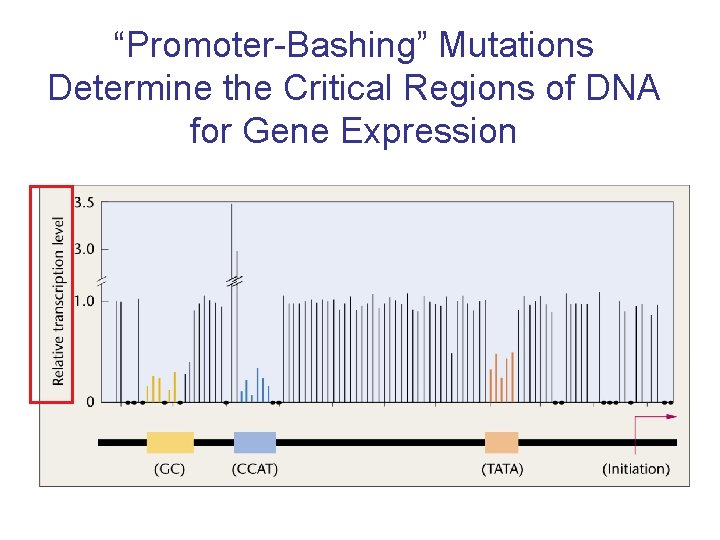 “Promoter-Bashing” Mutations Determine the Critical Regions of DNA for Gene Expression 