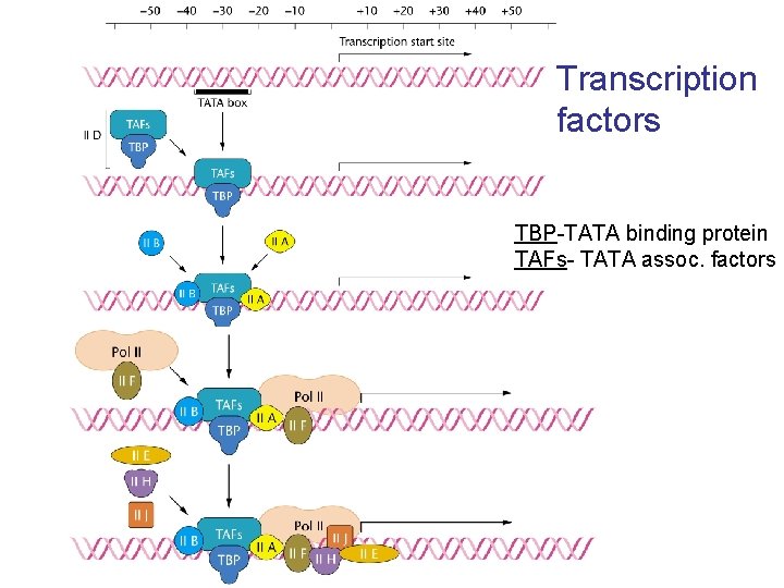 Transcription factors TBP-TATA binding protein TAFs- TATA assoc. factors 