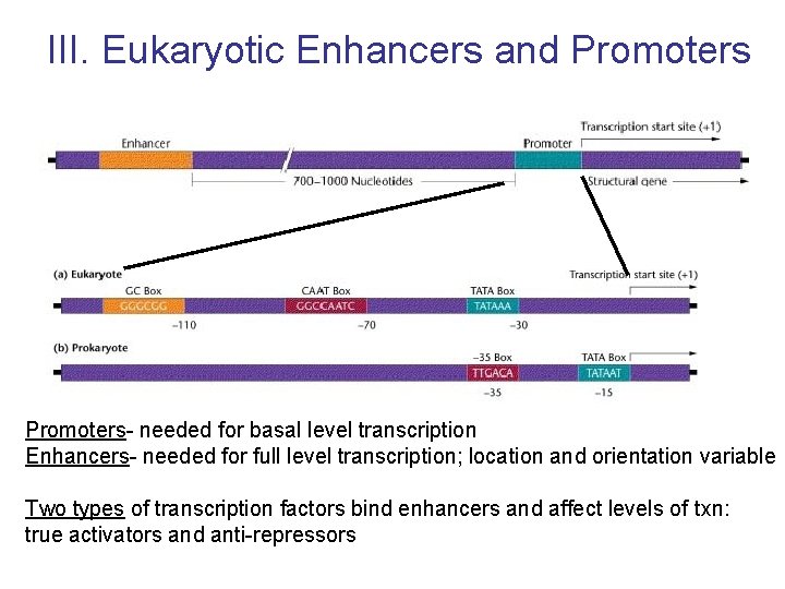 III. Eukaryotic Enhancers and Promoters- needed for basal level transcription Enhancers- needed for full