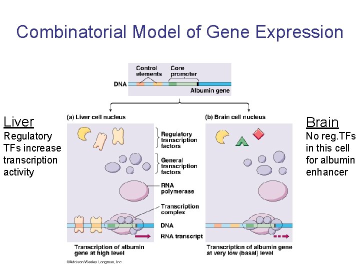 Combinatorial Model of Gene Expression Liver Brain Regulatory TFs increase transcription activity No reg.